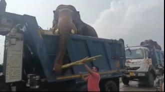 Two adult elephants from Satkosia have returned to the Similipal Tiger Reserve.