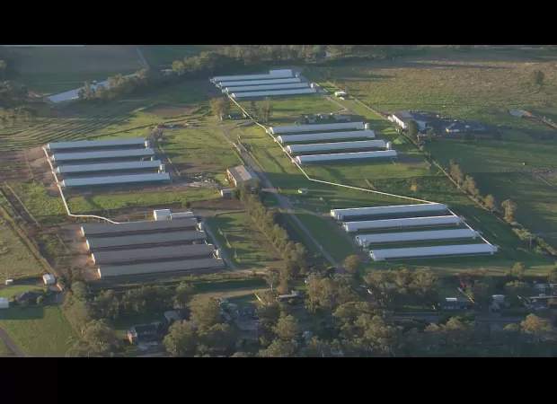 Another commercial egg farm in Sydney's Hawkesbury reports detection of bird flu.