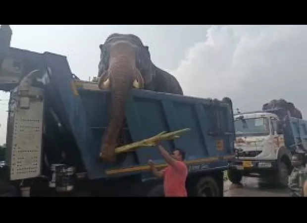 Two adult elephants from Satkosia have returned to the Similipal Tiger Reserve.