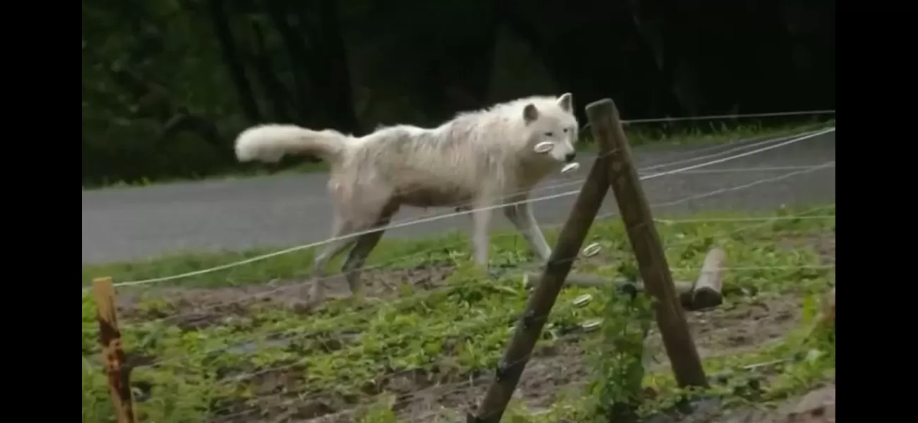 Woman attacked by wolves while jogging at safari zoo.