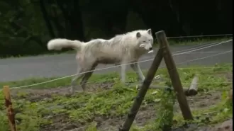 Woman attacked by wolves while jogging at safari zoo.