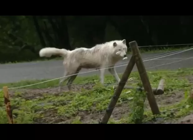 Woman attacked by wolves while jogging at safari zoo.