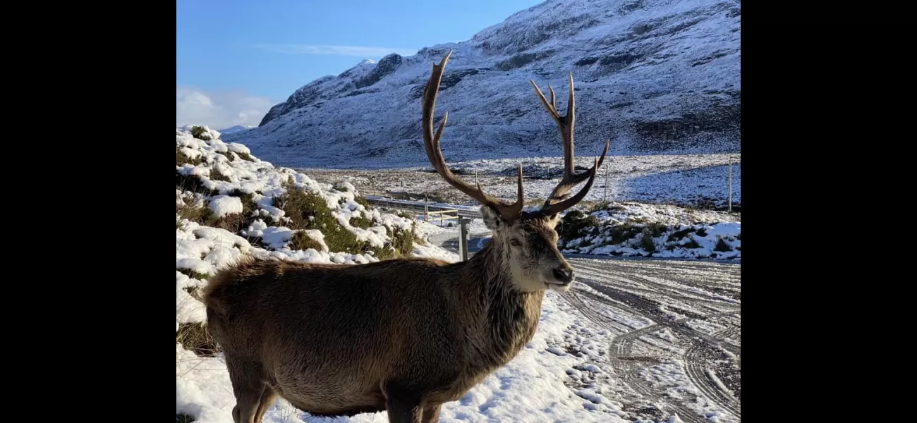 Selfish travelers cause death of 'legendary' stag.