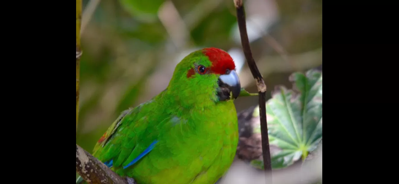 Parrots are getting intoxicated by eating foul-smelling tree bark scraps.