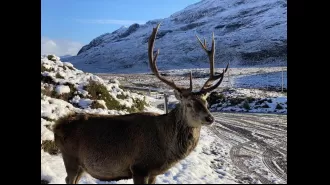 Selfish travelers cause death of 'legendary' stag.