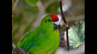 Parrots are getting intoxicated by eating foul-smelling tree bark scraps.