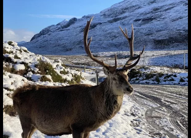 Selfish travelers cause death of 'legendary' stag.