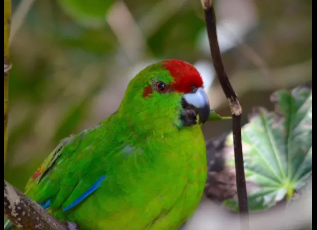 Parrots are getting intoxicated by eating foul-smelling tree bark scraps.