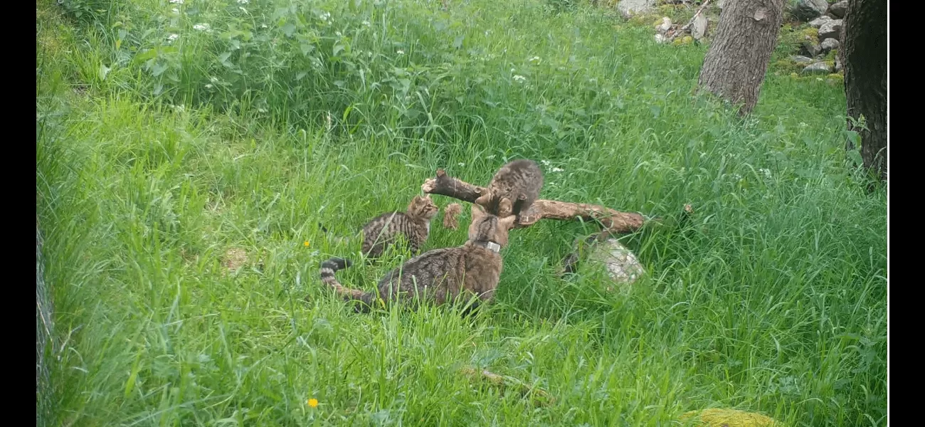 Four kittens born outside of captivity in Cairngorms National Park is a significant achievement.