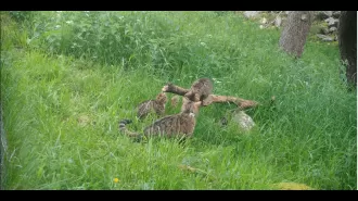Four kittens born outside of captivity in Cairngorms National Park is a significant achievement.