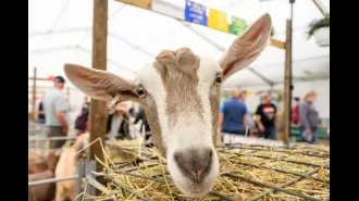 Over 200,000 people attend the Royal Highland Show, with ticket sales reaching a record high.