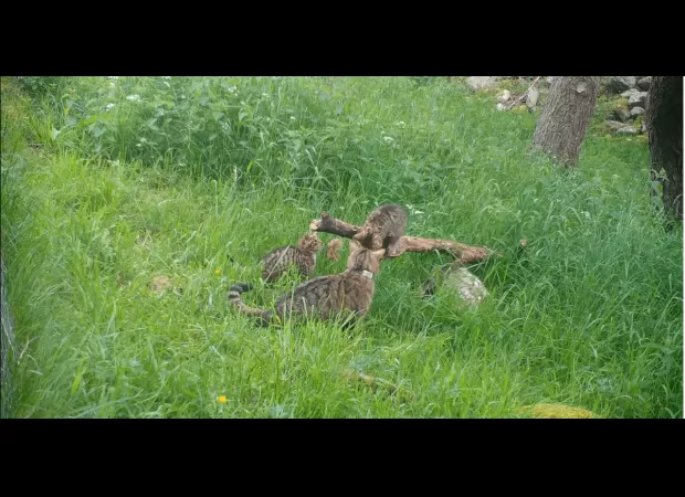 Four kittens born outside of captivity in Cairngorms National Park is a significant achievement.