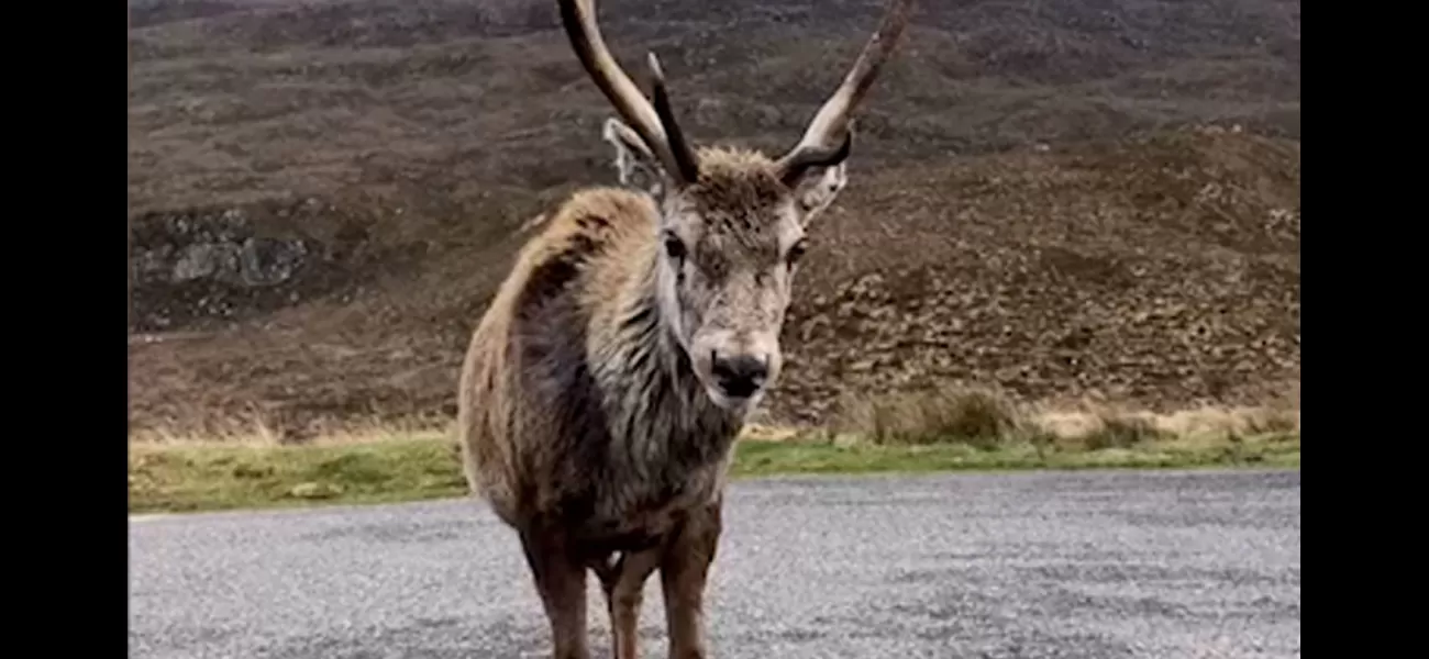 Iconic deer euthanized due to unhealthy diet from visitors