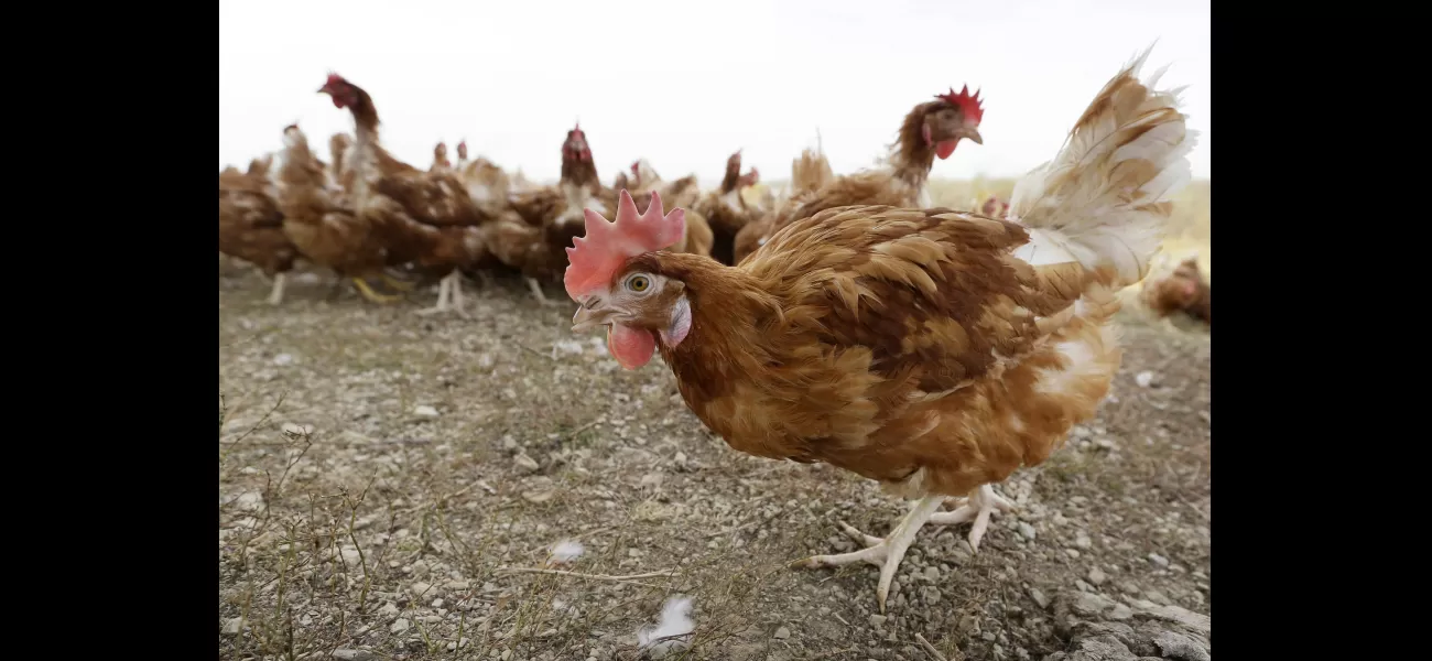 Bird flu extends to eighth egg farm in Victoria.