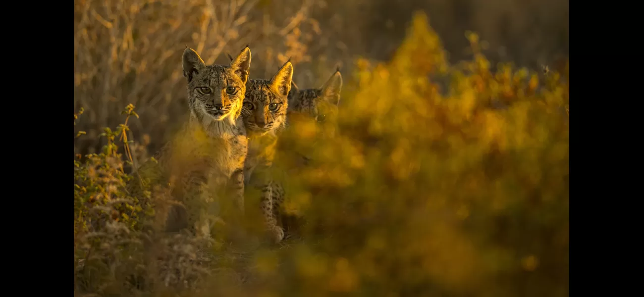 Protecting even a tiny amount of land on Earth could stop a catastrophic loss of species.