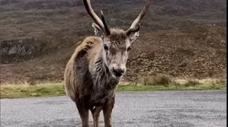 Iconic deer euthanized due to unhealthy diet from visitors