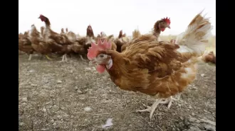 Bird flu extends to eighth egg farm in Victoria.