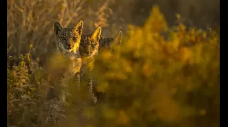 Protecting even a tiny amount of land on Earth could stop a catastrophic loss of species.