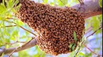 Bee attack kills one, another in critical condition.