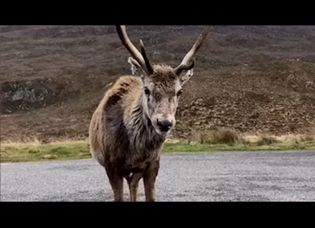 Iconic deer euthanized due to unhealthy diet from visitors