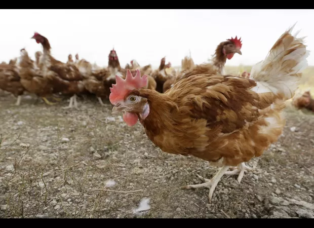 Bird flu extends to eighth egg farm in Victoria.