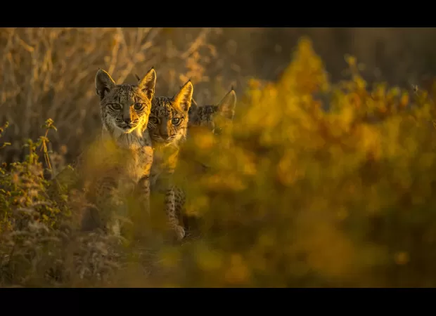 Protecting even a tiny amount of land on Earth could stop a catastrophic loss of species.