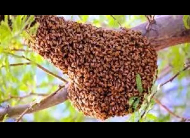 Bee attack kills one, another in critical condition.