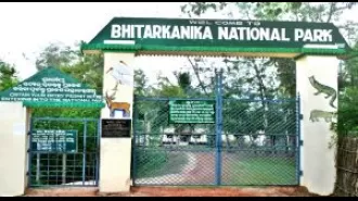 Dead crocodile discovered in Odisha's Bhitarkanika National Park.
