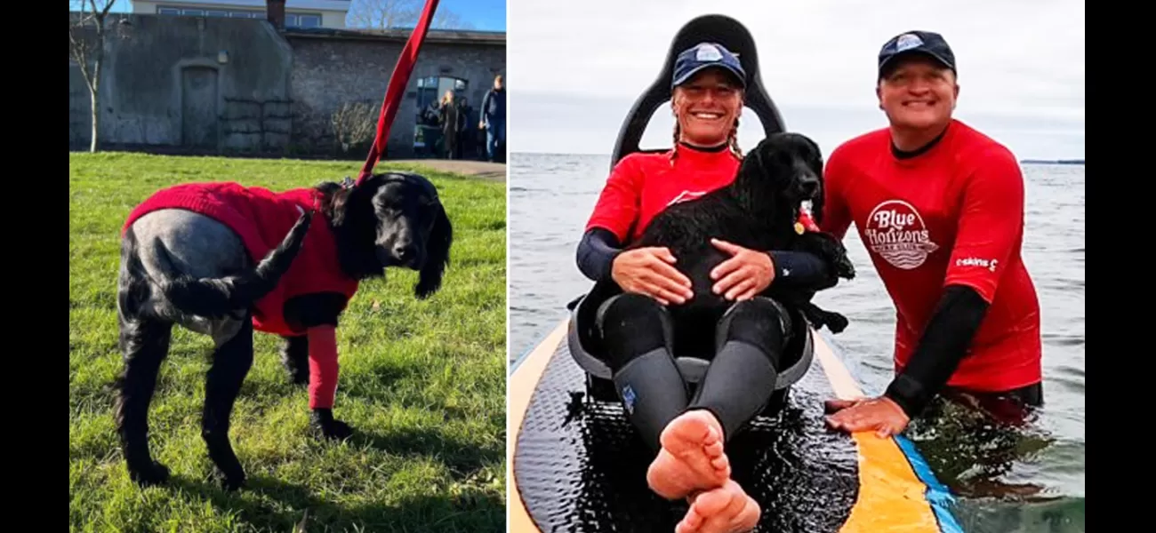 Ariel the dog with six legs gets new home after being abandoned.