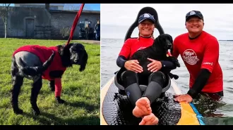 Ariel the dog with six legs gets new home after being abandoned.
