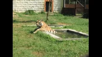 Sara, a tigress at Nandankanan Zoo, passes away.