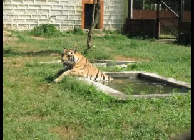 Sara, a tigress at Nandankanan Zoo, passes away.