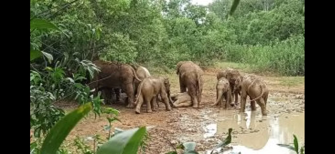 Elephant herd happily rolls in mud during initial monsoon shower.