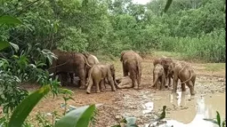 Elephant herd happily rolls in mud during initial monsoon shower.