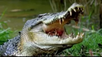A crocodile in Odisha killed a young boy.