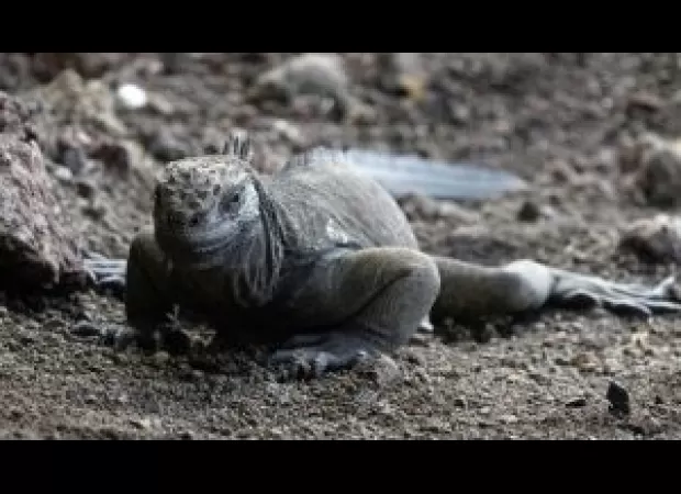 India creates first list of animals in a complete and thorough manner.