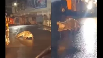 A crocodile's outing in a town in Maharashtra causes a stir.