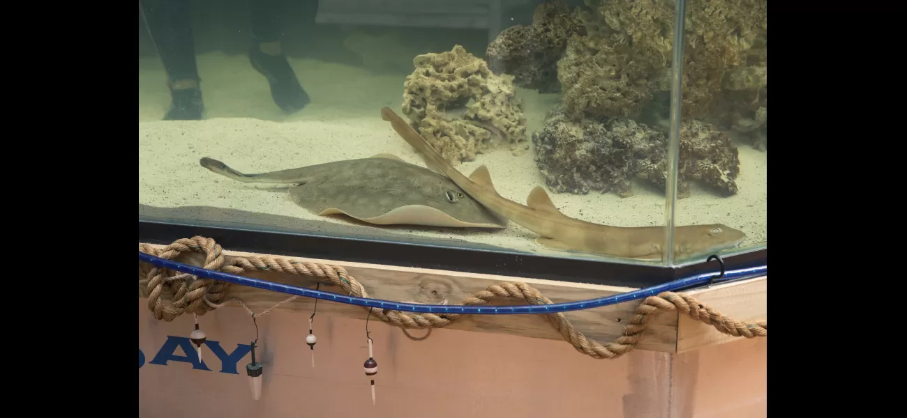 A female stingray named Charlotte has passed away after becoming pregnant without a male.