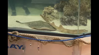 A female stingray named Charlotte has passed away after becoming pregnant without a male.