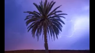 Permission required for palm tree trimming.