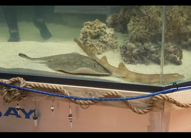 A female stingray named Charlotte has passed away after becoming pregnant without a male.