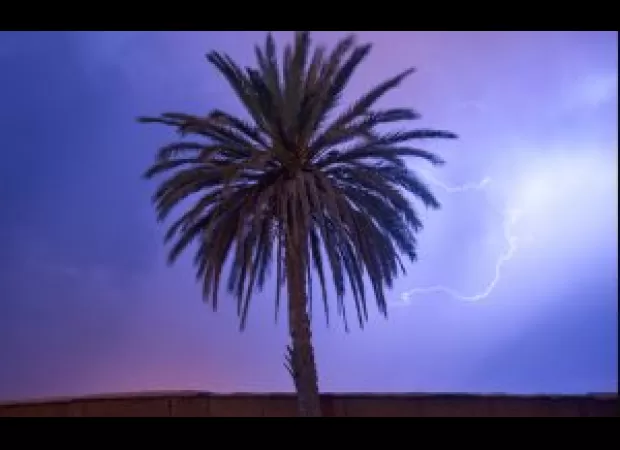 Permission required for palm tree trimming.