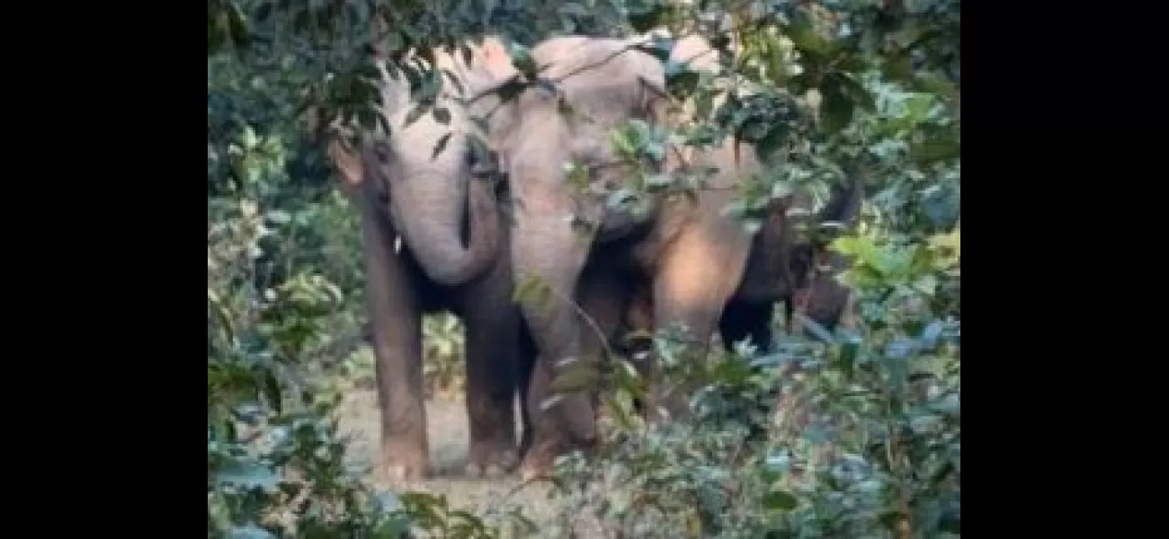 Two people died after being attacked by elephants in separate incidents.