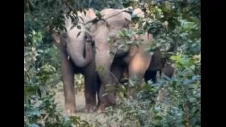 Two people died after being attacked by elephants in separate incidents.