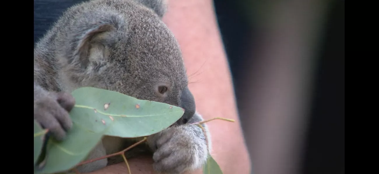 Koala sanctuary in Queensland to no longer offer koala cuddling experiences.