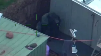 A gorilla statue that was stolen has been found in someone's backyard in Melbourne.
