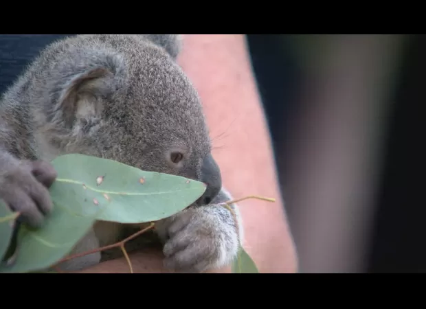 Koala sanctuary in Queensland to no longer offer koala cuddling experiences.