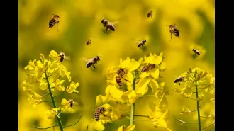 A man gets stung by a bee in an unexpected location.