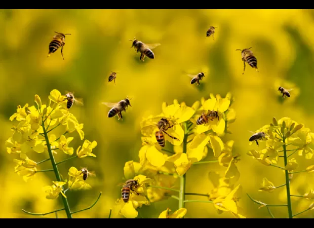 A man gets stung by a bee in an unexpected location.
