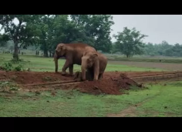 A large calf was saved from a canal after a 3-hour rescue mission.